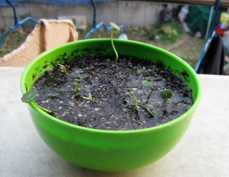 铜钱草怎么养，铜钱草的“3种”种植方法（铜钱草怎么养水培）