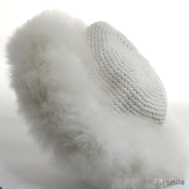 羊驼吃什么，羊驼出售300元一只（肉也真的很好吃——薅了羊毛烤着吃）