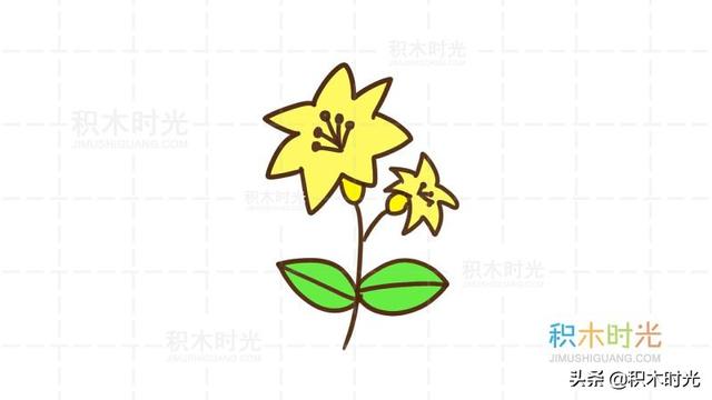 百合花的简笔画，如何画漂亮的简笔百合花（百合花简笔画教程）