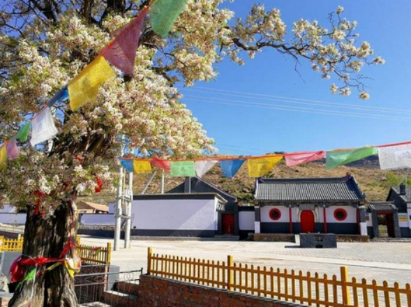 文冠果（文冠果树），文冠果：被埋没的中华特产（文冠果的果）