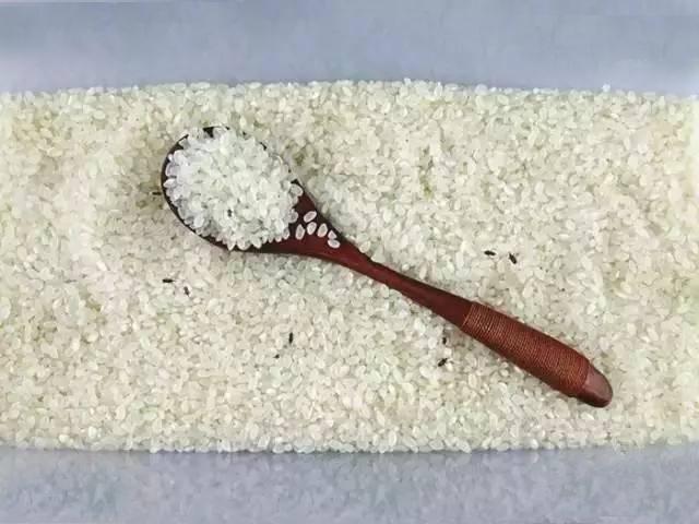 米为什么会生虫，米里为什么会生小虫（那这些虫子是从哪来的）