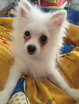 博美狗长什么样，博美犬长啥样（有着这“5大缺点”）