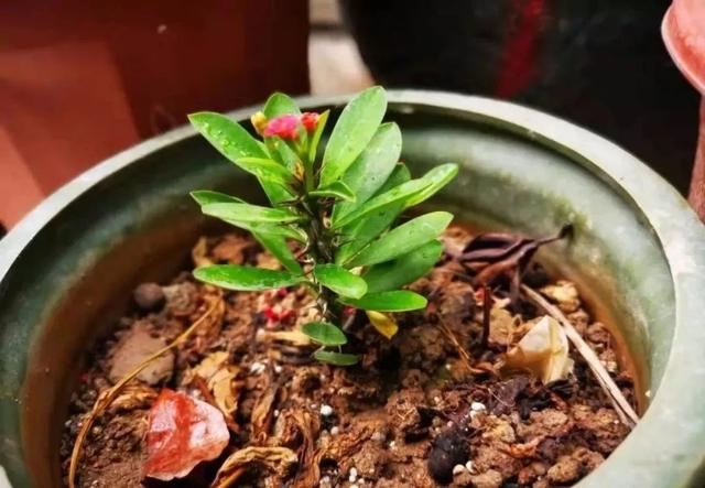 虎刺梅，你会养这种浑身带刺的植物么（虎刺梅怎么扦插）