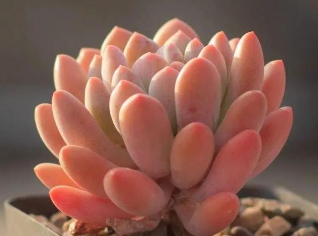 多肉十大美人系列，十大漂亮多肉（盘点盘点多肉界的“美人”们）