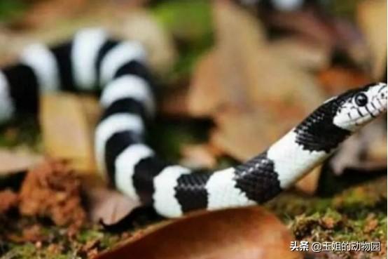 黑白王蛇，和我国菜花蛇比起来谁更强（黑白王蛇好养吗）
