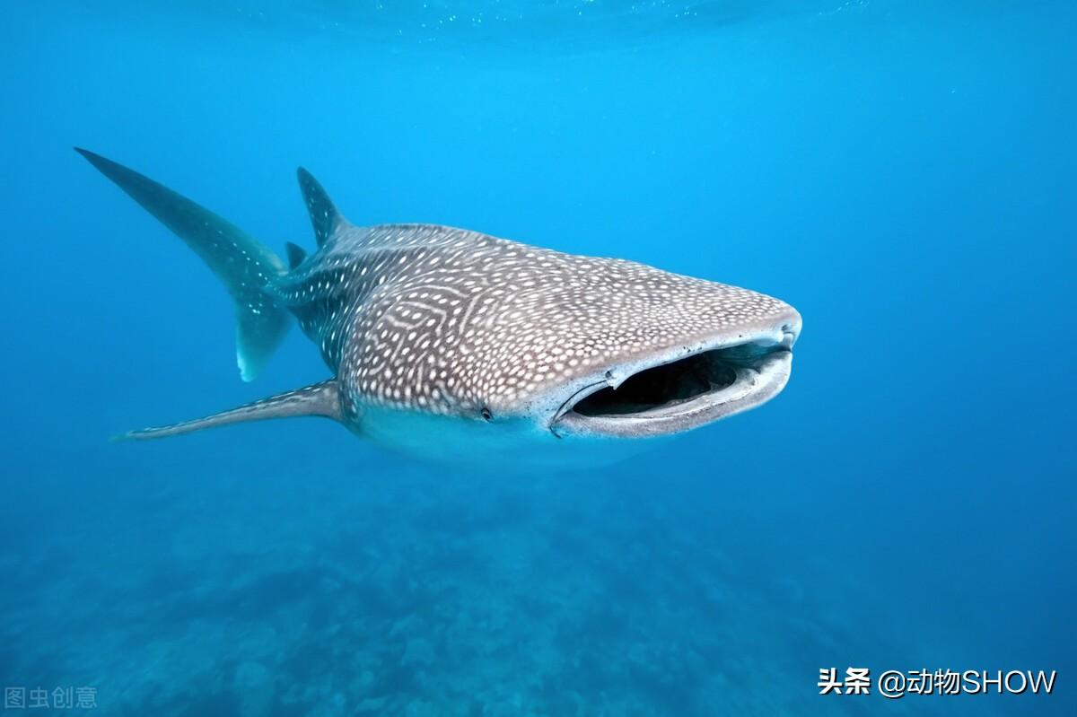 揭秘全球十大巨型鱼类，最大鱼种体型惊人，你见过几种？探索海洋巨无霸的神秘世界