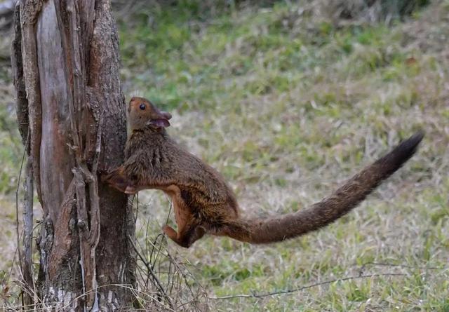 寒号鸟是种什么动物，寒号鸟是种什么动物百度百科（它们可不是鸟类）