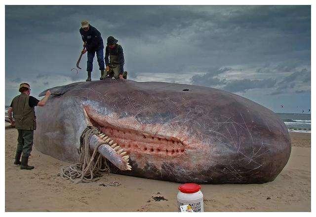 鲸落，鲸落唯美图片（鲸鱼的死亡，是馈赠还是噩梦）