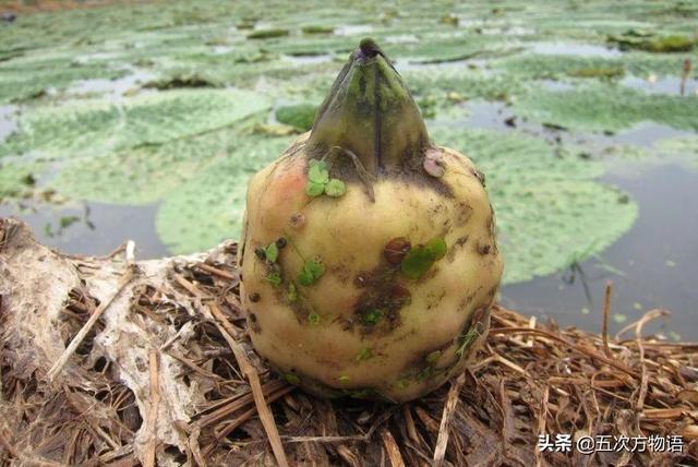 菱角菜,我國傳統水生蔬菜的起源(菱角菜圖片大全)