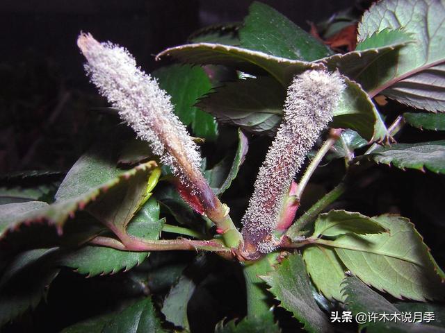 月季常见病虫害及防治方法，月季的病虫害防治（十二种月季常见病害防治教程）