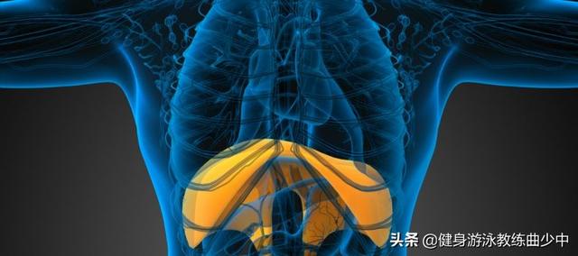 肺泡表面张力在呼吸过程中的变化，游泳运动呼吸全面解析