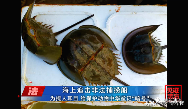 鲎是保护动物吗，鲎是保护动物吗为啥（休渔期非法捕捞国家保护动物中华鲎）