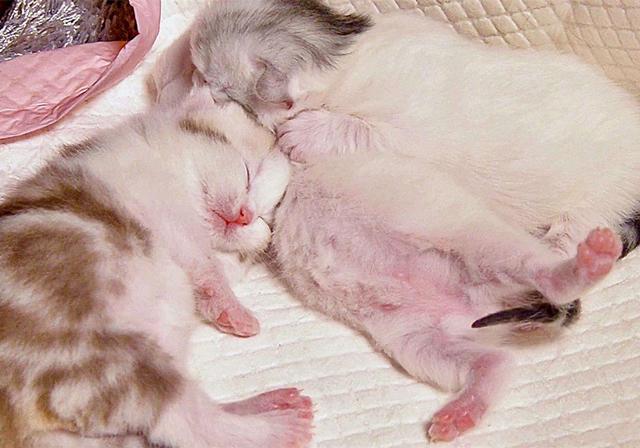 刚出生的小猫怎么养，刚出生的小猫怎么喂养（需从奶猫的日常需求出发）