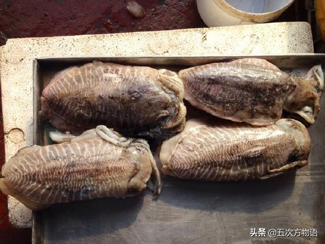 乌贼就是章鱼吗 乌贼并不是章鱼，乌贼就是章鱼吗（青岛常吃的乌贼，你都认识吗）