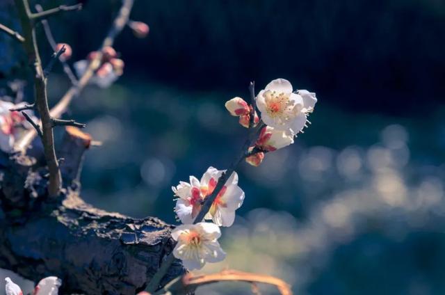 花柄花梗茎的区别，花梗和花茎的区别（一树一树的花花花花花花开）