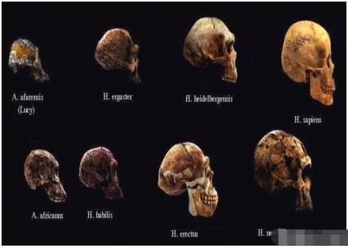 人类的进化史到底是什么样的，人类进化史上有13万年的空白,过程中发生了什么