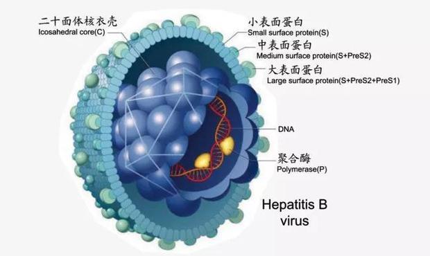 慢性肝炎能活几年，慢性乙肝（生命杀手之慢性乙型肝炎）