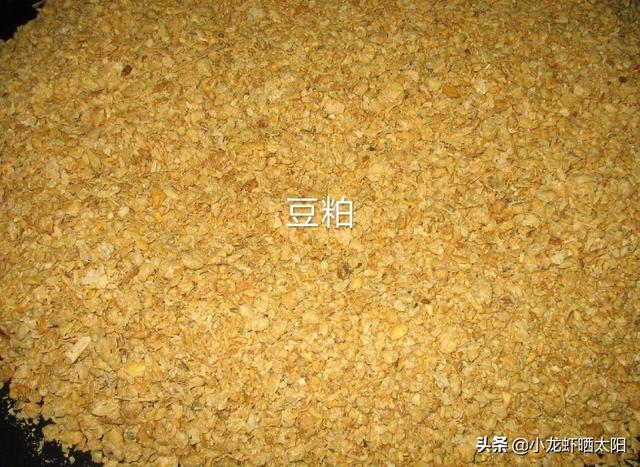 自己在家怎么养小龙虾，自己在家怎么养小龙虾苗（不买任何饲料投喂小龙虾）