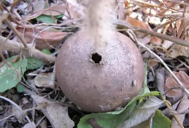 什么是马粪包，马粪包干啥的（农村粪堆上长的“面包”）