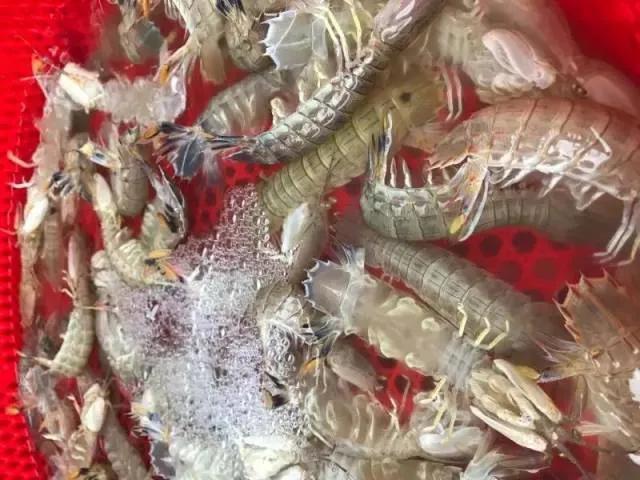 虾蛄要怎么保鲜，虾蛄怎么清洗（汕尾美食——腌虾姑）