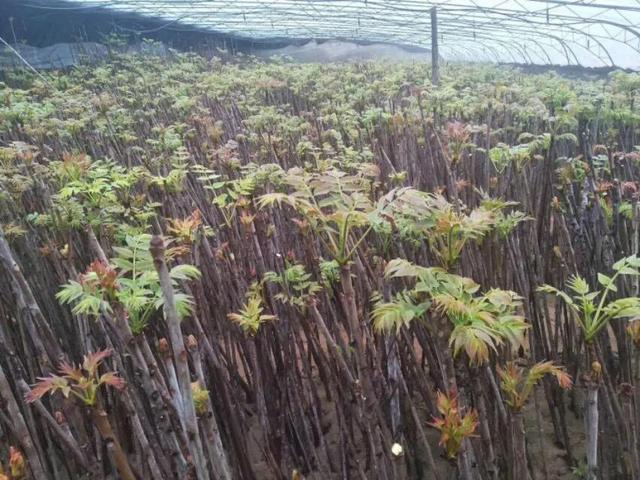 香椿种植，两种方法较常用（香椿种植海拔）