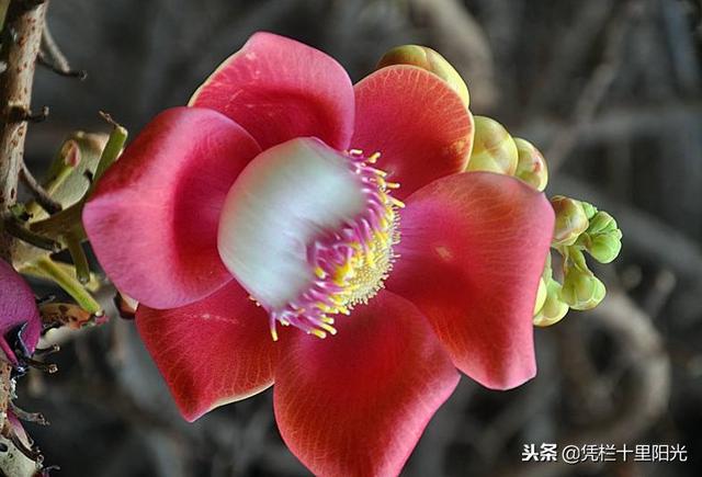 本文关键词:佛心果什么颜色最好,佛心果彩色骗局,佛心果的寓意,佛心果