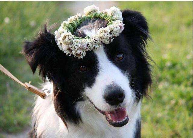 牧羊犬怎么训练，牧羊犬怎么训练听话（边境牧羊犬要怎么训练）