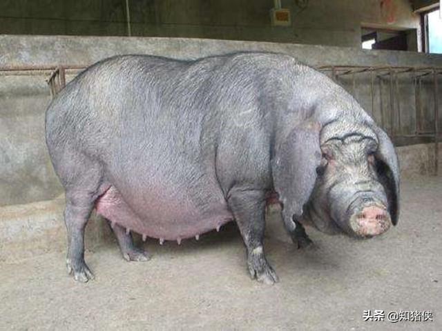 母猪平均产仔数多少，我国这种猪产仔数26头以上