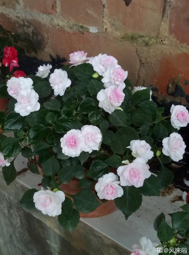 鸟尾花的繁育管理，鸟尾花 花期（30种耐阴花）