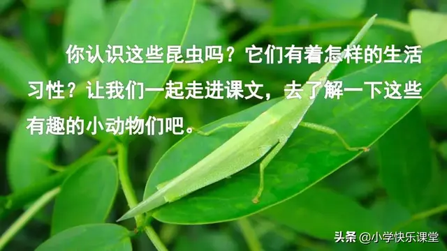 什么的硬翅，什么的硬翅？填四个字。（小学部编三年级语文下第4课《昆虫备忘录》图文+知识点+同步练习）
