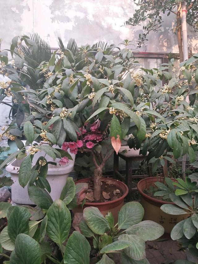 桂花叶尖枯焦是什么原因，桂花叶尖枯焦是什么原因造成的（秋天桂花长势不良）