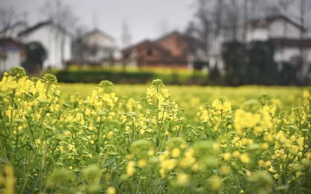 油菜花开的季节，适合家庭室内养的花与绿植（2019年全国油菜花开放时间表）