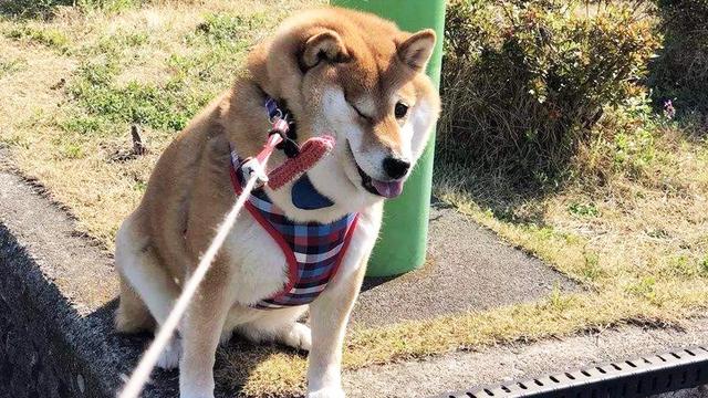 日本柴犬的特点，日本柴犬品种推荐（独立干净爱掉毛）