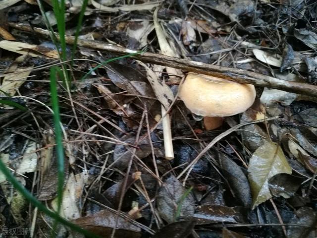 松树菇的功效与作用，松树菇的功效与作用是什么（江西丘陵山区的清明菇）