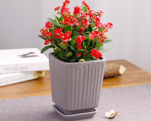 虎刺梅，虎刺梅“有毒”很多人还是养家里（虎刺梅黄叶是怎么回事）