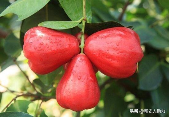 莲雾种植技巧真不难，莲雾种植几年可以挂果（莲雾种植需要啥样的环境条件）