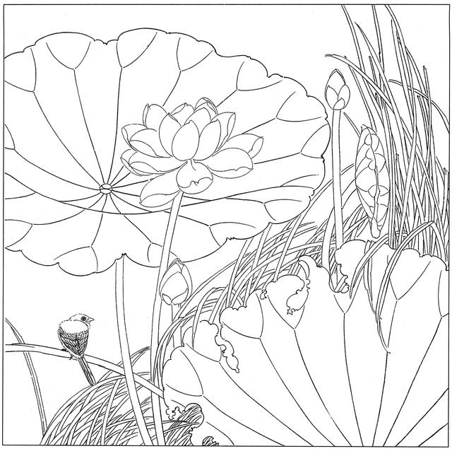 工笔荷花白描，高清工笔荷花白描 110幅
