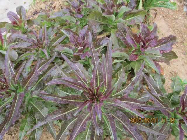 莴苣和莴笋的区别，油麦菜与莴笋的区别（蔬菜档案叶菜类<8>莴苣）