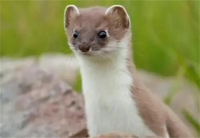 臭鼬和黄鼠狼的区别，臭鼬是黄鼠狼吗（为什么很少有人敢养殖）