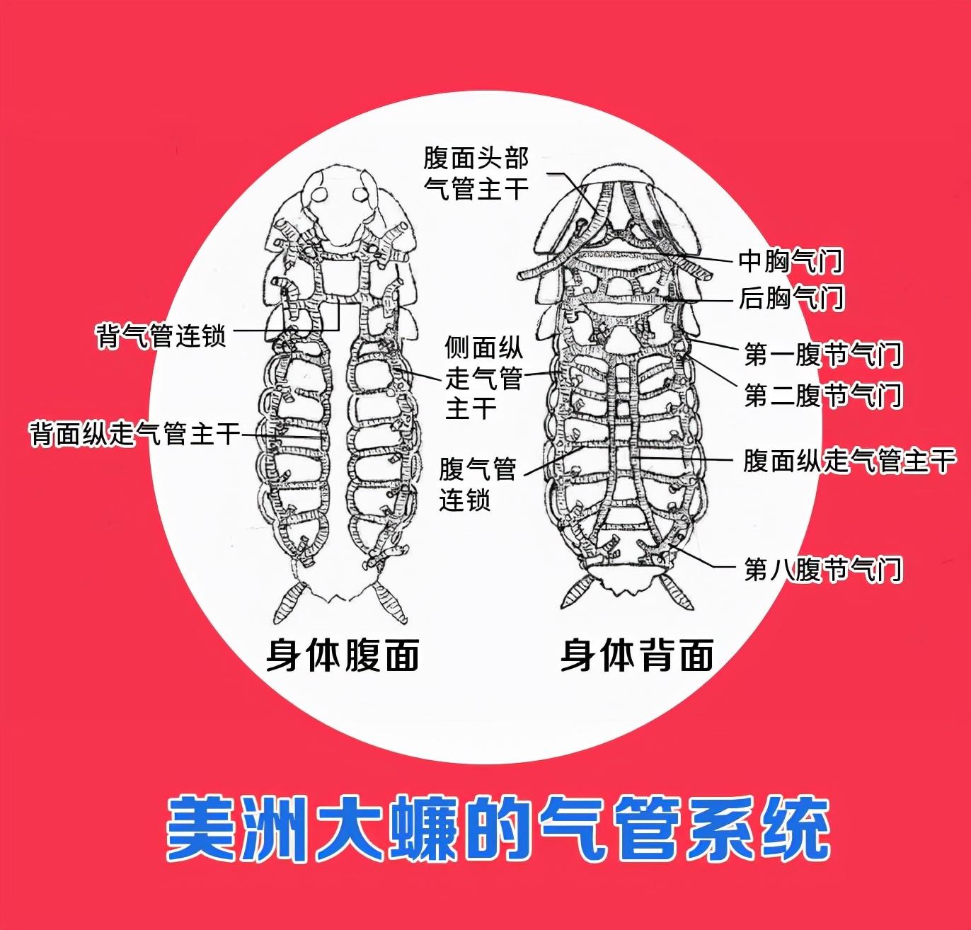 气管式呼吸——呼吸系统