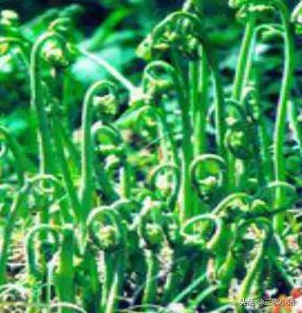 碱蓬菜的功效与作用，碱蓬的功效与作用（山野菜大全）