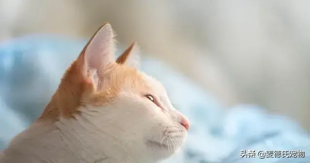 猫咪起什么名字最好听母猫，中国铲屎官绝对把气质
