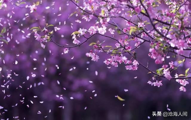 微雨燕雙飛（如何理解落花人獨立）