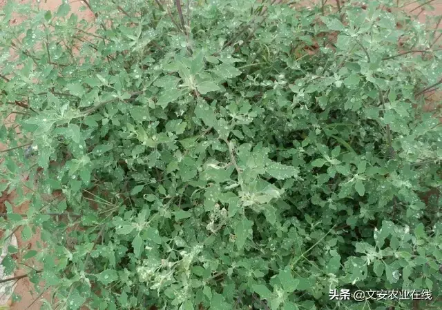 野荞麦根和乌鸡蛋煮，野荞麦根和乌鸡蛋煮水的功效（农业科普：53种野菜）