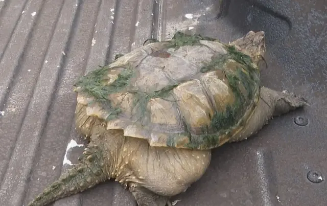 网上流传的吃人塘鲺是真的吗，高州食人大塘鲺（公安部提醒：这些外来物种）