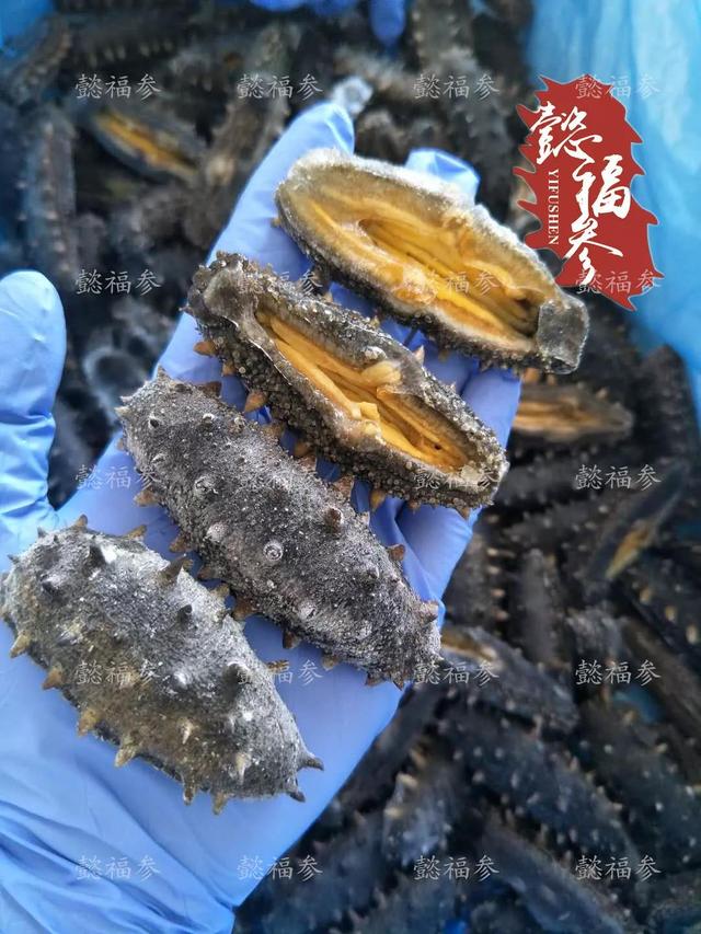 鲜海参怎么保存，杀好的新鲜海参怎么保存（海参该如何保存）