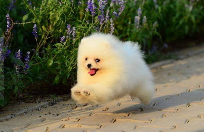 博美狗狗图片(博美犬真实图片)