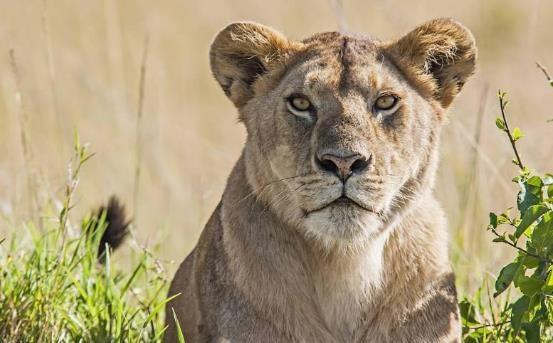 哺乳动物有哪些，世界上哺乳类动物有哪些（哺乳类动物和图片）