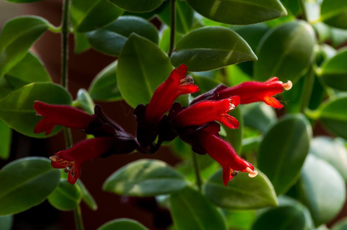 好养的吊兰(叶子圆滚滚开出"口红花",颜值高又好养) - 农业 - 爱宁