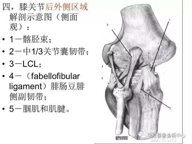 膝关节解剖结构图，膝盖解剖图示意图（膝关节MRI之正常解剖综述）